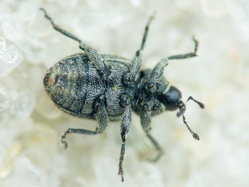 Miarus Schönherr, 1826